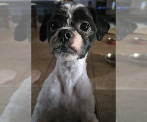 Shih Tzu Dogs for adoption in San Antonio, TX, USA