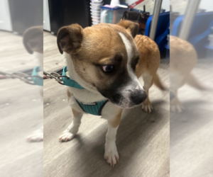 Boston Terrier-Unknown Mix Dogs for adoption in Stanhope, NJ, USA