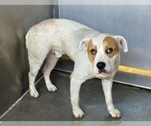 Mutt Dogs for adoption in Downey, CA, USA