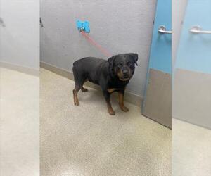 Rottweiler-Unknown Mix Dogs for adoption in Las Vegas, NV, USA