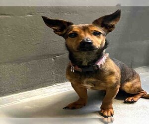 Chihuahua-Unknown Mix Dogs for adoption in Alameda, CA, USA