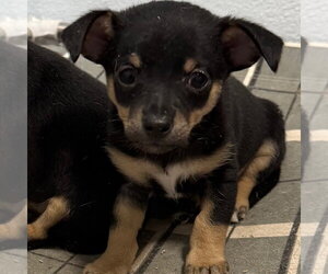 Chihuahua Dogs for adoption in Chico, CA, USA