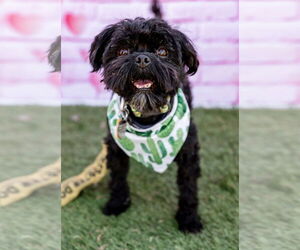 Shih-Poo Dogs for adoption in Phoenix, AZ, USA