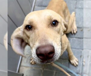 Labrador Retriever Dogs for adoption in Tavares, FL, USA