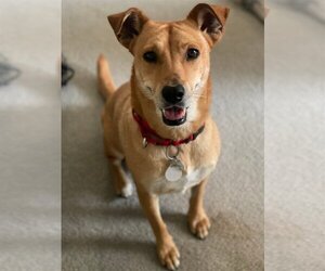 Basenji-Labrador Retriever Mix Dogs for adoption in San Diego, CA, USA