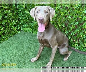 Weimaraner Dogs for adoption in West Palm Beach, FL, USA