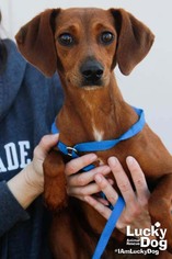 Medium Photo #1 Dachshund-Unknown Mix Puppy For Sale in Washington, DC, USA