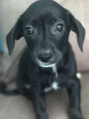 Chiweenie Dogs for adoption in Edmond, OK, USA