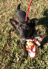 Chiranian Dogs for adoption in Texarkana, TX, USA