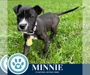 American Staffordshire Terrier-Unknown Mix Dogs for adoption in Kimberton, PA, USA