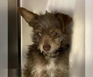 Cairn Terrier-Unknown Mix Dogs for adoption in Modesto, CA, USA