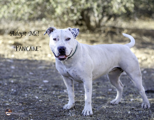 American Pit Bull Terrier Dogs for adoption in Acton, CA, USA