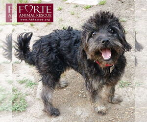 Miniature Schnauzer-Poodle (Miniature) Mix Dogs for adoption in Marina del Rey, CA, USA