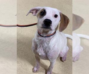 American Pit Bull Terrier-Labrador Retriever Mix Dogs for adoption in Fayetteville, NC, USA