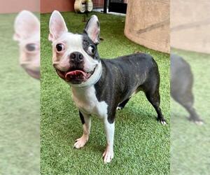 Boston Terrier Dogs for adoption in San Francisco, CA, USA