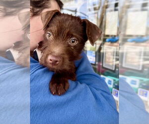 Border Terrier-Unknown Mix Dogs for adoption in Raleigh, NC, USA