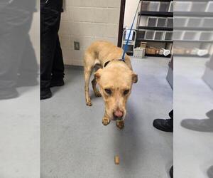 Labrador Retriever-Unknown Mix Dogs for adoption in Fayetteville, NC, USA
