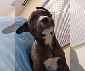 American Staffordshire Terrier-Unknown Mix Dogs for adoption in San Antonio, TX, USA