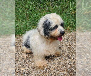 Poodle (Miniature) Dogs for adoption in Lake City, MI, USA