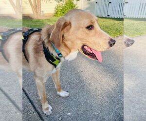 Golden Retriever-Unknown Mix Dogs for adoption in Mundelein, IL, USA