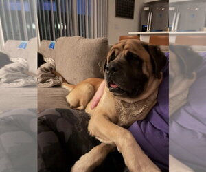 Mastiff Dogs for adoption in Goodyear, AZ, USA