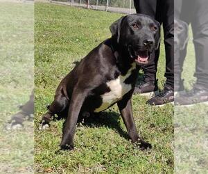 American Pit Bull Terrier-Unknown Mix Dogs for adoption in Talladega, AL, USA