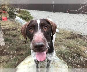 German Wirehaired Pointer Dogs for adoption in Palmer, AK, USA