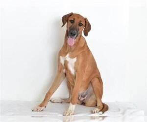 Anatolian Shepherd-Redbone Coonhound Mix Dogs for adoption in Oroville, CA, USA