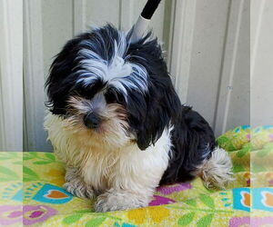 Shih Tzu Dogs for adoption in Mountain View, MO, USA