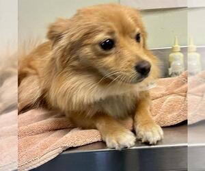 Chiranian Dogs for adoption in Santa Cruz, CA, USA