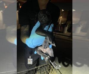 Chihuahua-Unknown Mix Dogs for adoption in San Antonio, TX, USA