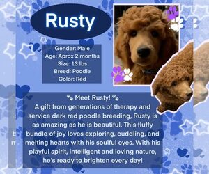 Poodle (Standard) Dogs for adoption in Rancho Cordova, CA, USA