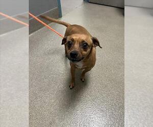 Chihuahua-Unknown Mix Dogs for adoption in Las Vegas, NV, USA