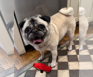 Pug Dogs for adoption in Elizabeth City, NC, USA