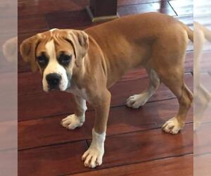 Medium Photo #1 Boxer Puppy For Sale in San Diego, CA, USA