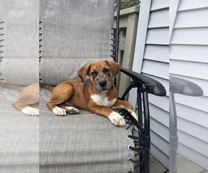 Mutt Dogs for adoption in Duluth, MN, USA