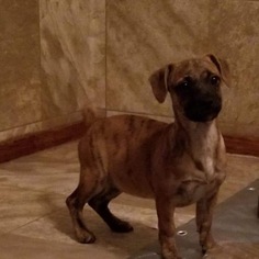 Medium Photo #1 Boxer-Unknown Mix Puppy For Sale in SHERBURNE, NY, USA
