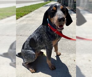 Bluetick Coonhound Dogs for adoption in Sanford, FL, USA