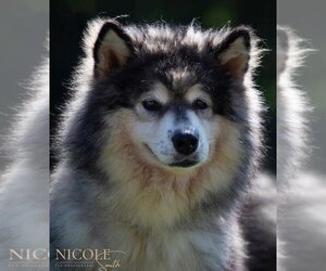 Alaskan Malamute Dogs for adoption in Evansville, IN, USA