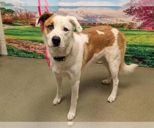 Labrador Retriever-Unknown Mix Dogs for adoption in Moreno Valley, CA, USA