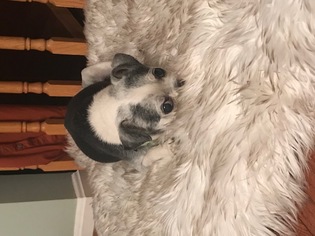Medium Photo #1 Chihuahua Puppy For Sale in Haymarket , VA, USA