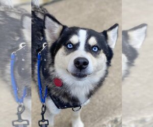 Pomsky Dogs for adoption in Matawan, NJ, USA