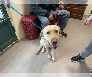 Labrador Retriever Dogs for adoption in Pasadena, CA, USA
