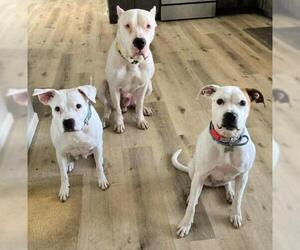 Dogo Argentino Dogs for adoption in Kansas City, MO, USA