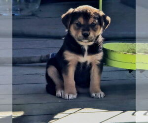 Labrador Retriever-Unknown Mix Dogs for adoption in Alexander, AR, USA