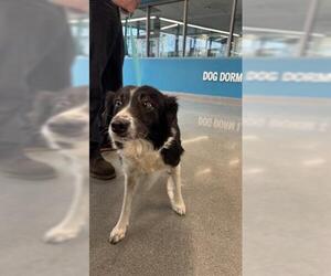 Border Collie Dogs for adoption in San Martin, CA, USA