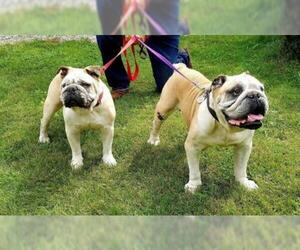 Bulldog Dogs for adoption in Waterloo, IA, USA