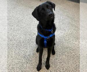Shepradors Dogs for adoption in Boston, MA, USA
