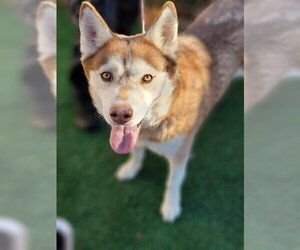 Siberian Husky Dogs for adoption in Chula Vista, CA, USA