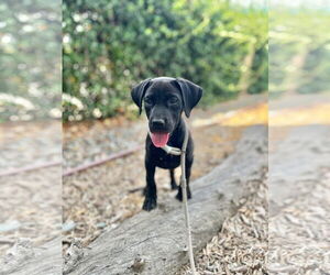 Labrador Retriever-Unknown Mix Dogs for adoption in San Diego, CA, USA